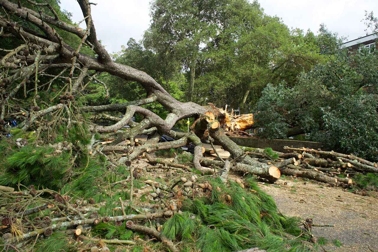 Tree Removal for Businesses in Towanda, PA